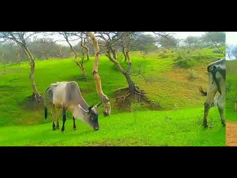 Abida Parveen Tharparkar during the rainy season