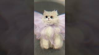 #music #cat #capcut #haveitoldyoulatelythatiloveyou #kucing #kucinglucu #jalanyangjauhjanganlupapula