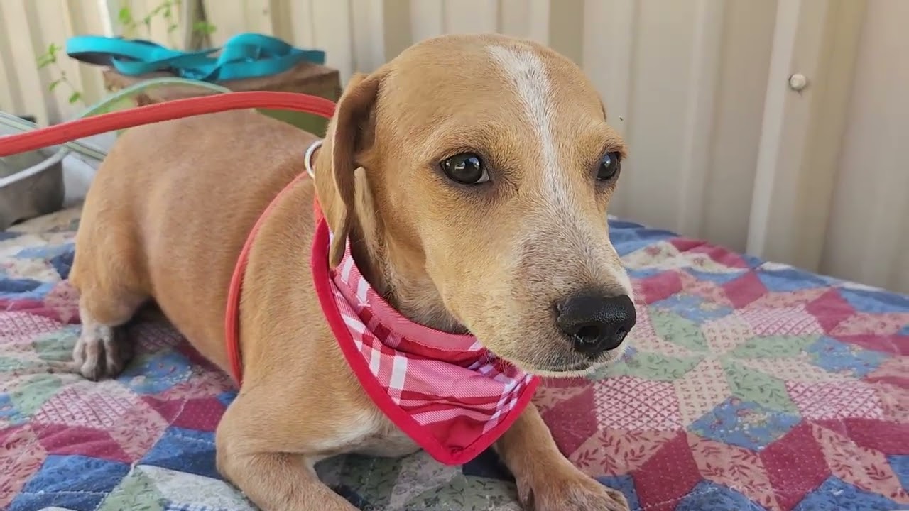 Enlarge Cosmo, a Adoptable mixed breed in Bandera, TX video 3/4