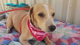 Video preview image #1 Dachshund Puppy For Sale in Bandera, TX, USA