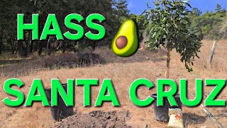 PLANTING A 25 GAL. FRUIT BEARING HASS AVOCADO TREE IN SANTA CRUZ CALIFORNIA 🥑🌿