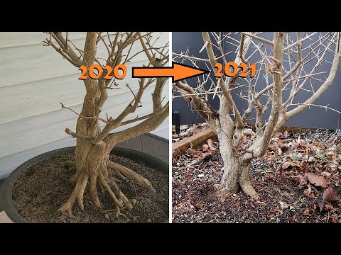 Bonsai Basics Update/Gameplan: Crazy Twisted Pomegranate Progress!!