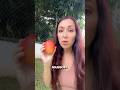 Why You Can T Travel With Mangoes From Puerto Rico Mangoes