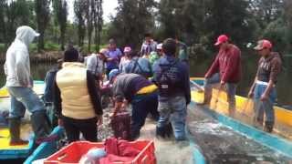 preview picture of video 'Pesca en Xochimilco'