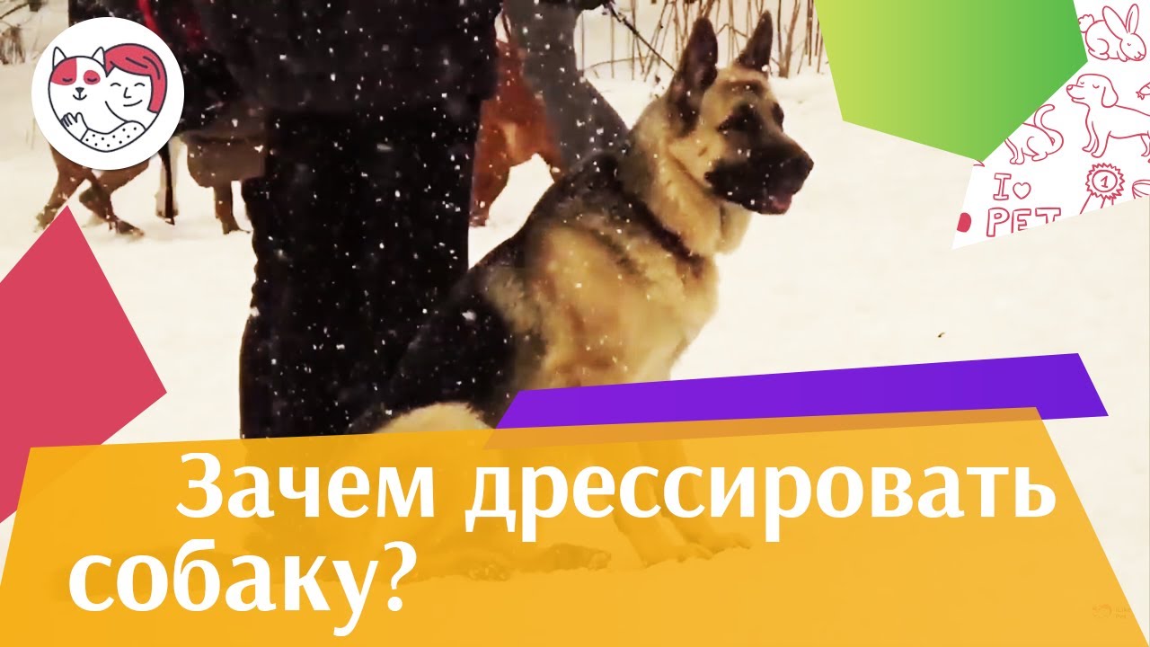 Почему необходимо дрессировать собаку?