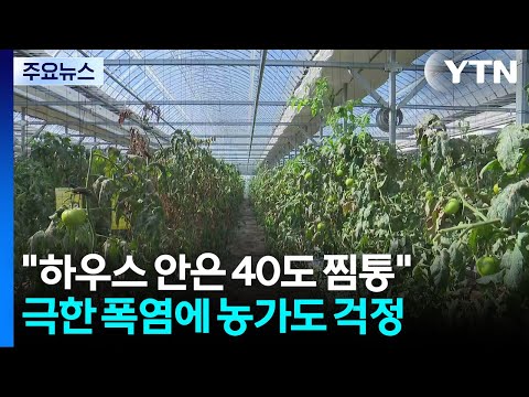 "하우스 안은 40도 찜통"...극한 폭염에 농가도 걱정 / YTN