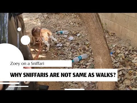 Sniffaris - Why they are different from regular walks?
