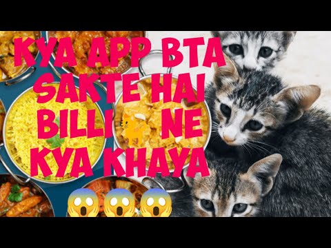 who is the cat lover #cat love