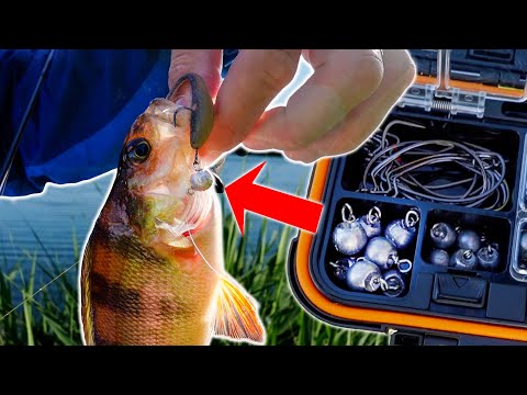 Perch galore: The CHEBU rocks the reeds!