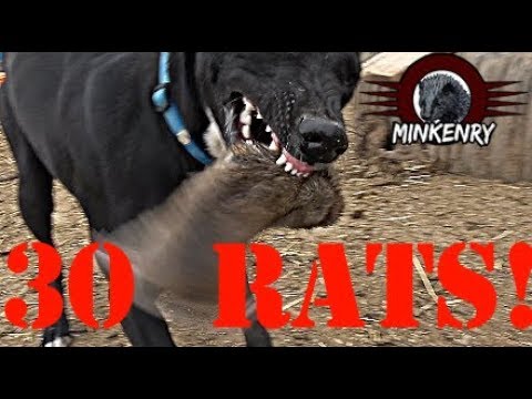 , title : 'Mink and Dogs DESTROY 30 RATS!!!'