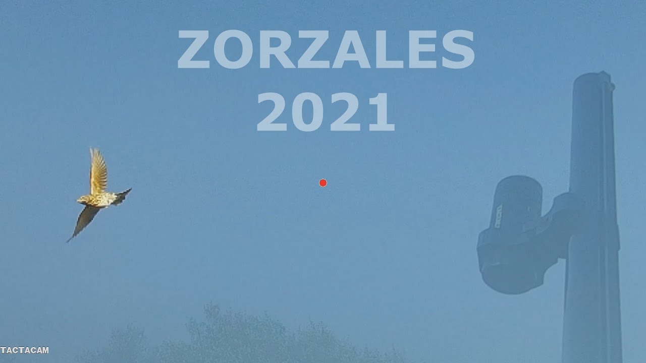 Zorzales en Coria 2021 con Rafael Ruiz y Cartuchos Rapaz y armeria Pintiado