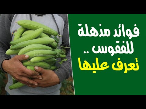 8 فوائد مذهلة للفقوس .. تعرف عليها