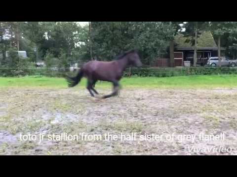 Le grand noir  clocks toto jr