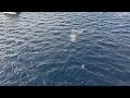 January 6 Whale Drone Footage Maui 2026 4K
