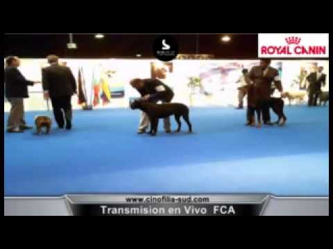 DOBERMANN CONAN VON SCHÒNHEITEN ( ARGENTINA )