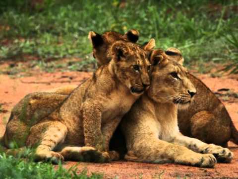 “Ek sal nie bang wees nie” by Joe Niemand