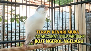 Download lagu kenari gacor panjang Cuit Cuit EMOSI, Pancingan Kenari Paud Belajar Bunyi, terapi AMPUH Kenari MACET mp3