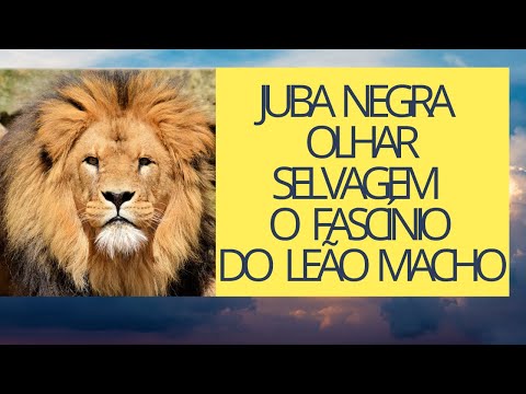 Juba Negra Olhar Selvagem O Fascínio do Leão Macho