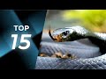 Animales Más Venenosos Del Mundo