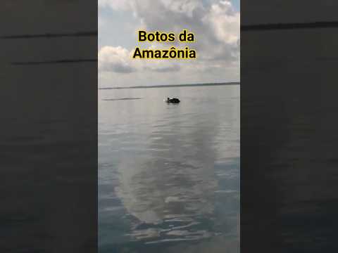 BOTOS DA AMAZÔNIA NO RIO TEFÉ. Município de Alvarães, estado do Amazonas.