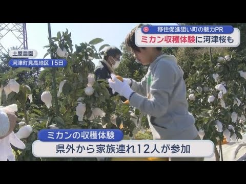 YouTube Video 静岡・河津町でミカンの収穫を体験　目的は移住者を増やすため