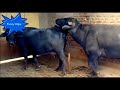 Amazing Buffalo Playing