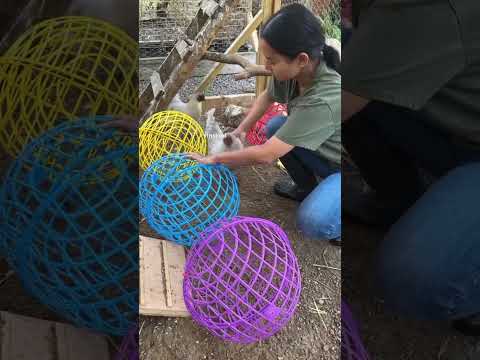 4 idées de génie pour élever des poules… la dernière est incroyable ! 🤯