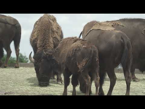 Worlds Biggest Wild Cows - Dangerous Gaur of India