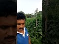 Syngenta TO 3150 Tomato