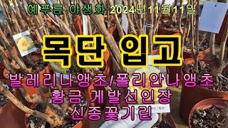 24년11.11) 목단입고 발레리나앵초 황금게발