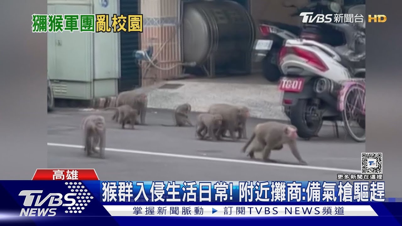 緊急公告！30隻猴子大軍來襲校園　電子公佈欄：快緊閉門窗