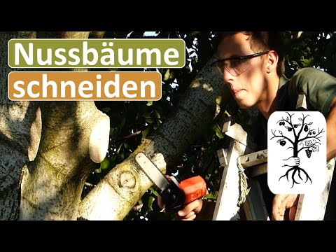 Walnussbaum schneiden – richtiger Zeitpunkt, Technik und Wundheilung erklärt