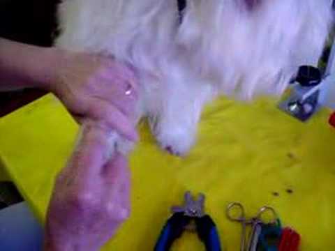 How to Trim Your Dog’s Nails 1