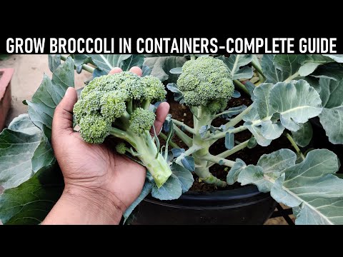 , title : 'How To Grow Broccoli At Home | SEED TO HARVEST'