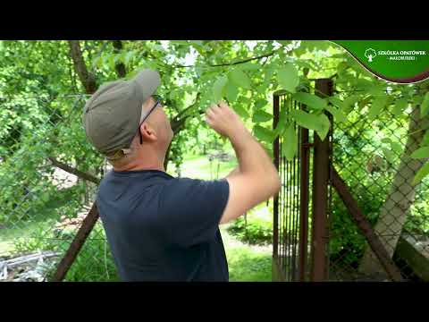 Orzech włoski - Drzewo, które LECZY? 🌳 Poznaj jego sekrety! | Szkółka Opatówek k. Kalisza