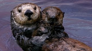Why Sea Otters Hold Hands & Wrap Pups in Seaweed