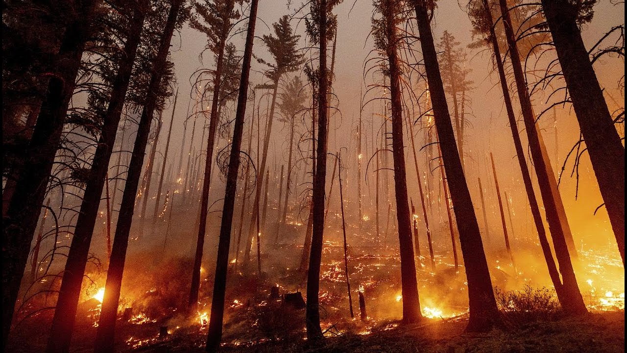 Why do people start forest fires?