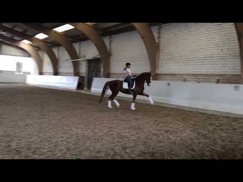 Dunkelfuchs Stute von Royal Blend/Alabaster *2008