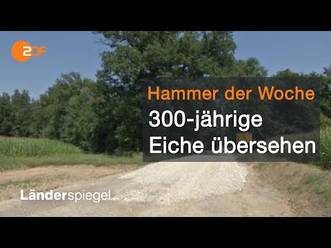 Planer übersehen 300-jährige Eiche! | Hammer der Woche vom 25.07.20 | ZDF
