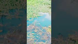 Download lagu pelampungnya lansung ditarik #fishing #shorts #funnycomedy #funny #buayamuara mp3