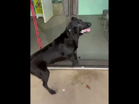 This Dog Can’t Contain Himself When the Pool Door Opens