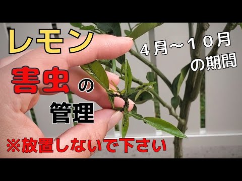 レモンの木の病気 レモンの茶色の斑点 モニリア症 モニリア菌