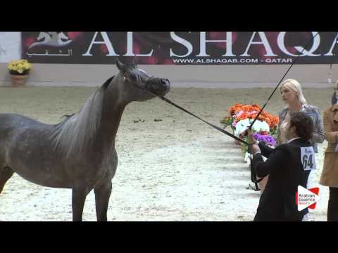 N.64 SAHAM EL ARAB - Milan 2016 - Colts 3 years old (Class 6)