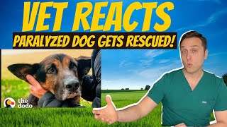 Vet Reacts - Dog Who Didn't Have a Chance
