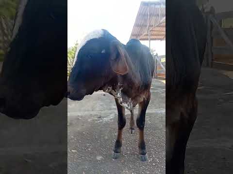 Fazenda centenária Santa Rita do Sapucaí Minas Gerais