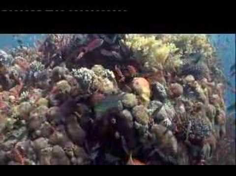 Visions of the Oraculum by Gyula Somogyi