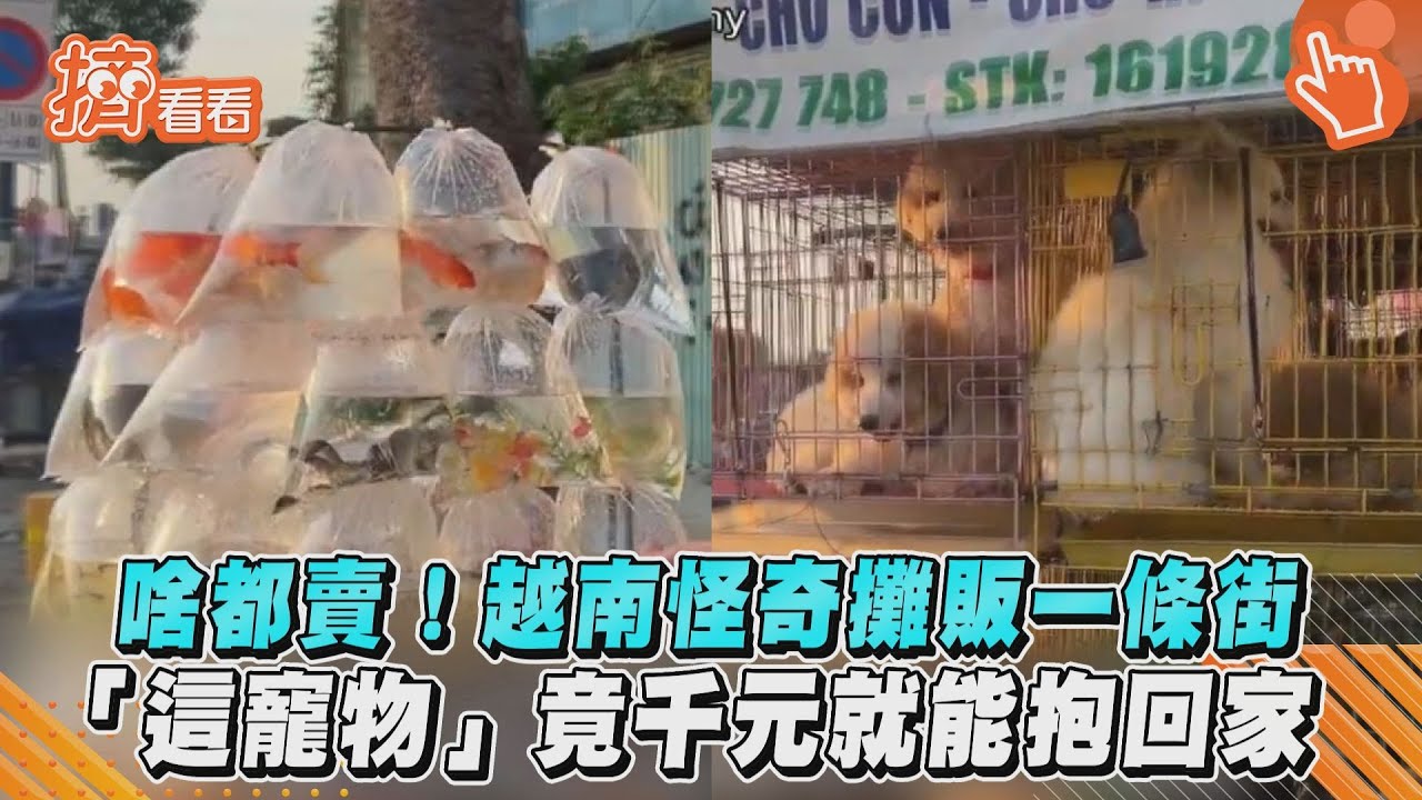 影音／啥都賣！越南怪奇攤販一條街　「這寵物」竟千元就能抱回家
