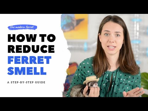 Ferret Stickers by The Modern Ferret Video