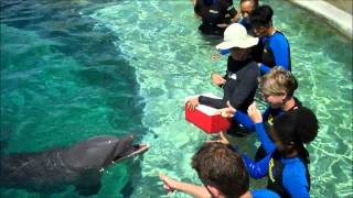 preview picture of video 'Make a Wish Dolphin Swim Tour Marco Island'