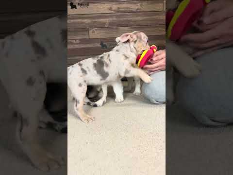 Video 5